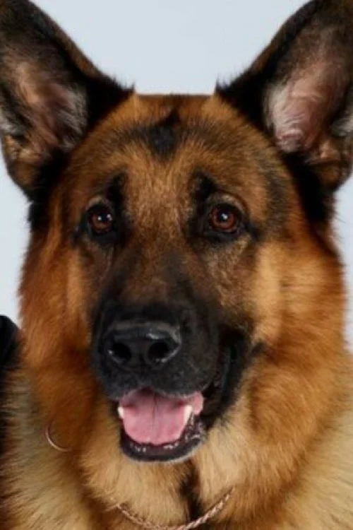 Дизель фон Бургимвальд